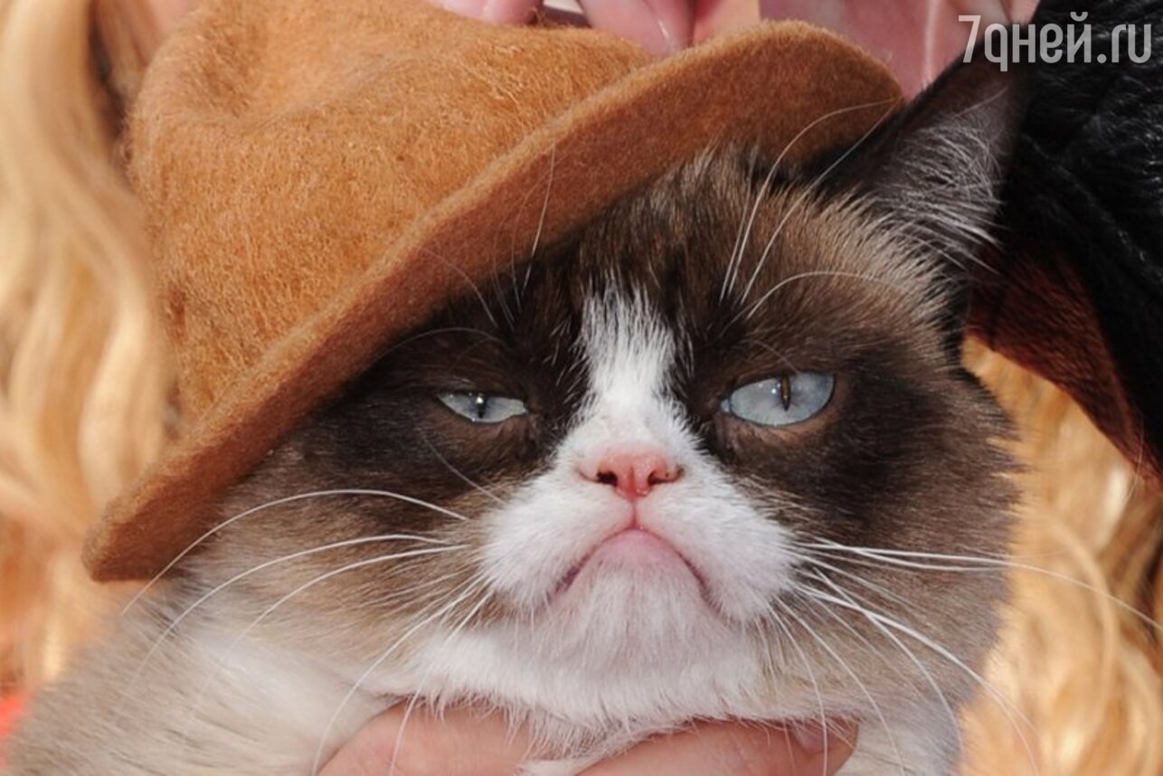 Grumpy cat   MTV Movie Awards-2014