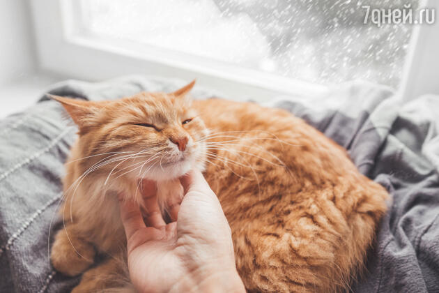 Почему коты мурчат Почему коты мурчат