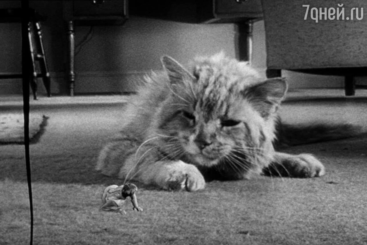 кадр из фильма «Невероятно уменьшающийся человек» (1957) фото