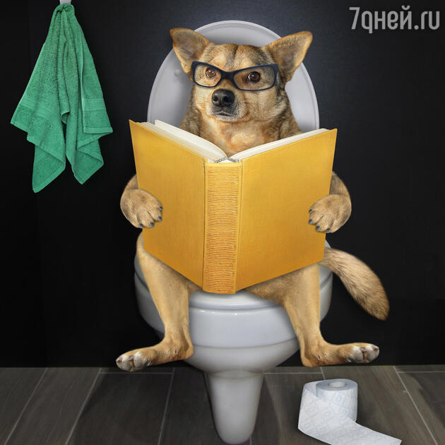 запор, туалет запор, туалет