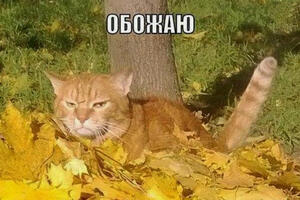 «Осень пахнет разочарованием»: топ 15 мемов об осенней депрессии «Осень пахнет разочарованием»: топ 15 мемов об осенней депрессии