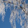 Лунный календарь на неделю с 20 по 26 января Лунный календарь на неделю с 20 по 26 января