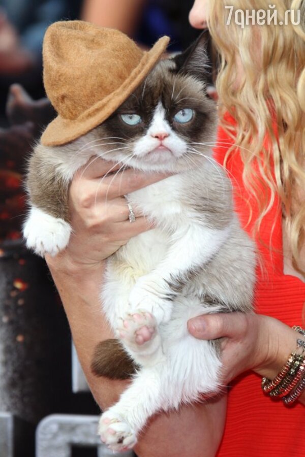Grumpy cat   MTV Movie Awards-2014