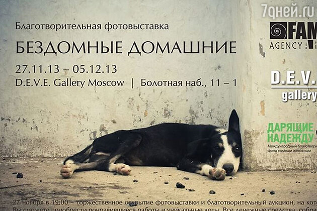 27 ноября состоится открытие выставки «Бездомные Домашние» 27 ноября состоится открытие выставки «Бездомные Домашние»