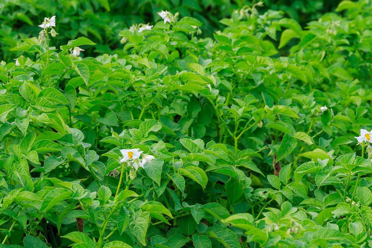 Удобрение своими руками: как повысить плодородность почвы, не потратив ни копейки Удобрение своими руками: как повысить плодородность почвы, не потратив ни копейки
