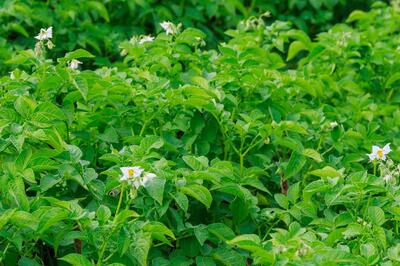 Удобрение своими руками: как повысить плодородность почвы, не потратив ни копейки  