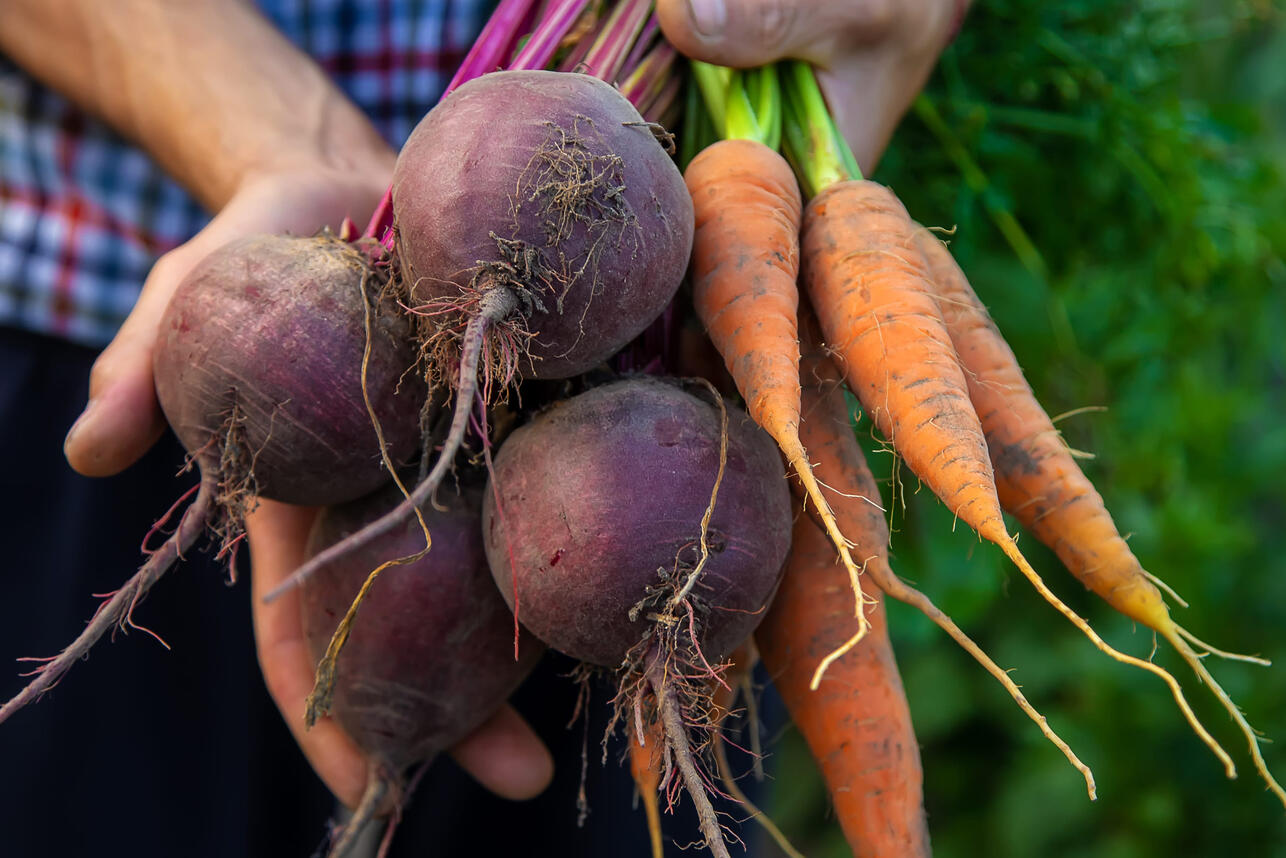 Р&lsquo;Р&micro;Р&middot; СЃРІР&micro;Р&para;Р&micro;РіРѕ РЅР&deg;РІРѕР&middot;Р&deg;, РЅРѕ СЃ Р&middot;Р&deg;РјР&deg;С&Dagger;РёРІР&deg;РЅРёР&micro;Рј: РєР&deg;Рє СЃР&deg;Р&para;Р&deg;С&sbquo;СЊ РєРѕСЂРЅР&micro;РїР&raquo;РѕРґС&lsaquo; РІ РєРѕРЅС&dagger;Р&micro; Р&deg;РїСЂР&micro;Р&raquo;СЏ вЂ&rdquo; РЅР&deg;С&Dagger;Р&deg;Р&raquo;Р&micro; РјР&deg;СЏ