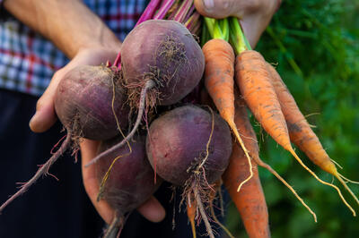 Без свежего навоза, но с замачиванием: как сажать корнеплоды в конце апреля — начале мая