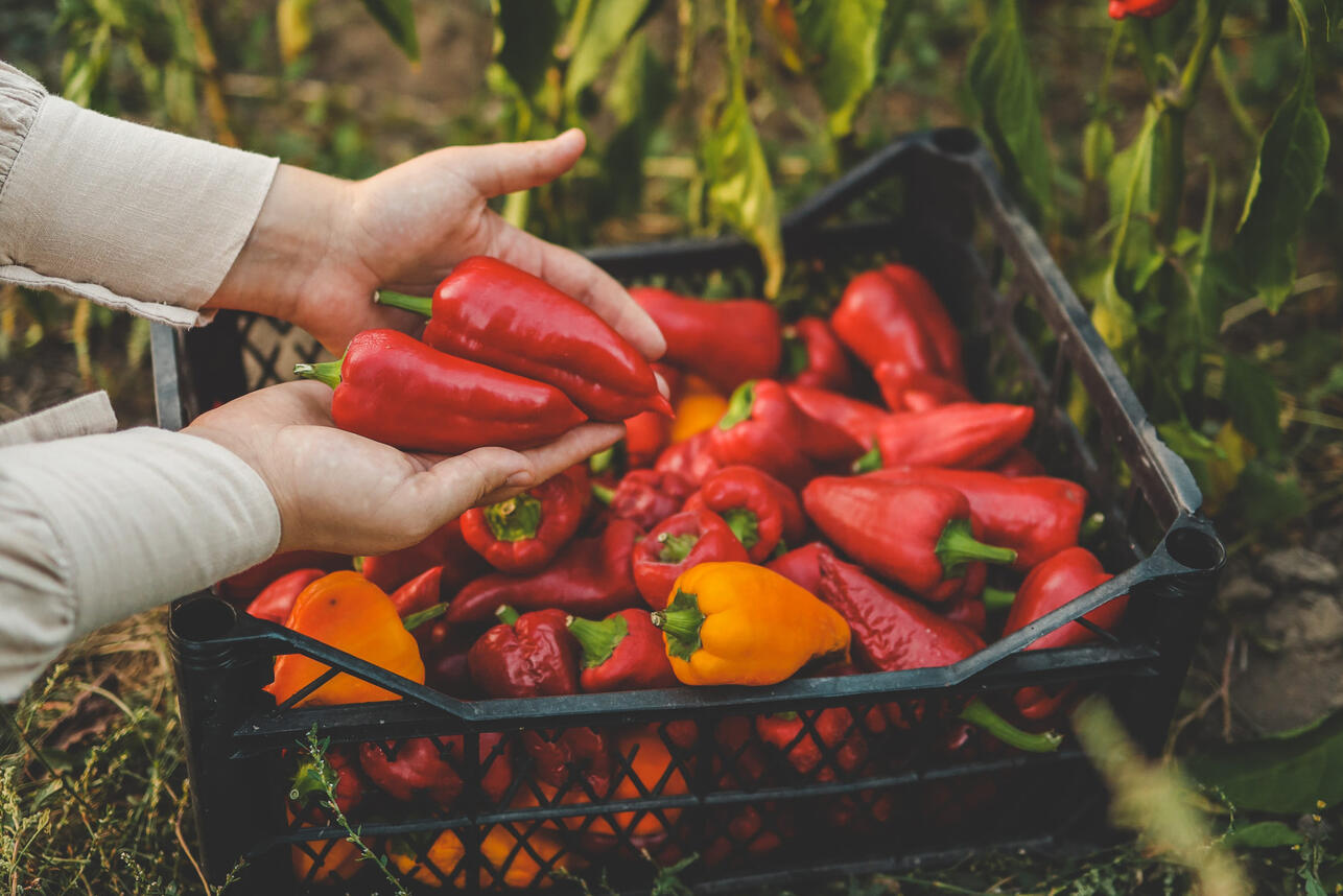 РћРіРѕСЂРѕРґ Р&plusmn;Р&micro;Р&middot; РјСѓС&Dagger;Р&micro;РЅРёР№: РєР&deg;Рє РїР&micro;СЂР&micro;Р№С&sbquo;Рё РЅР&deg; РЅР&micro;РјР&micro;С&dagger;РєРёР№ РјР&micro;С&sbquo;РѕРґ Рё СѓРґРІРѕРёС&sbquo;СЊ СѓСЂРѕР&para;Р&deg;Р№ РїР&micro;СЂС&dagger;Р&micro;РІ