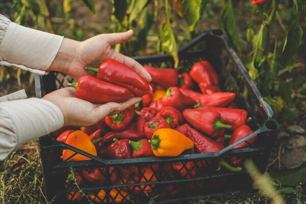 Огород без мучений: как перейти на немецкий метод и удвоить урожай перцев