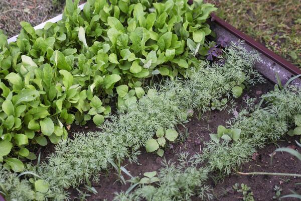 Чтобы не горчила и не уходила в стрелку: простой трюк при посадке руколы, который гарантирует нежный вкус