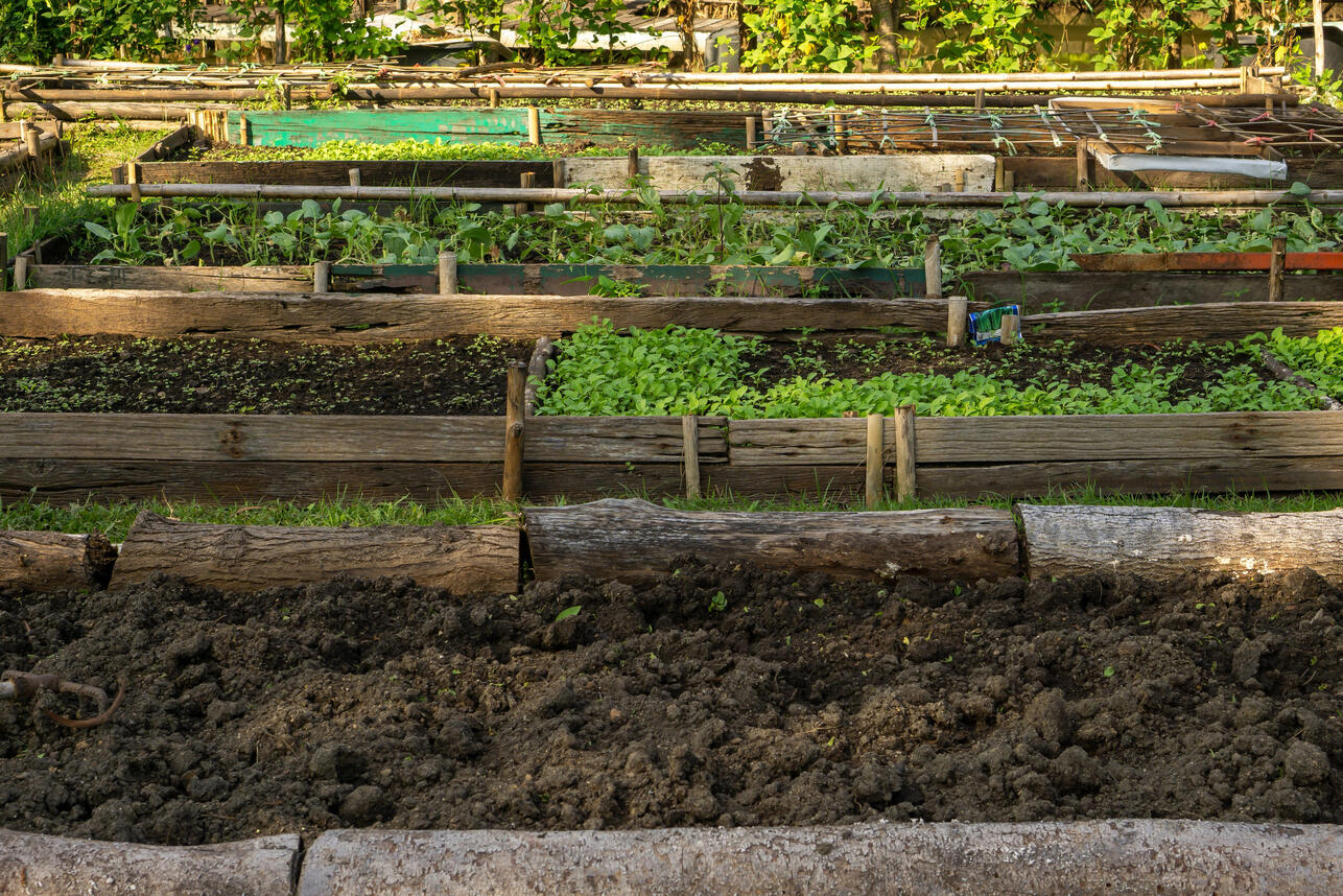 Посадкам — свет, сорнякам — бой: 7 фатальных ошибок при обустройстве грядок, которые губят урожай Посадкам — свет, сорнякам — бой: 7 фатальных ошибок при обустройстве грядок, которые губят урожай