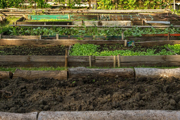 Посадкам — свет, сорнякам — бой: 7 фатальных ошибок при обустройстве грядок, которые губят урожай