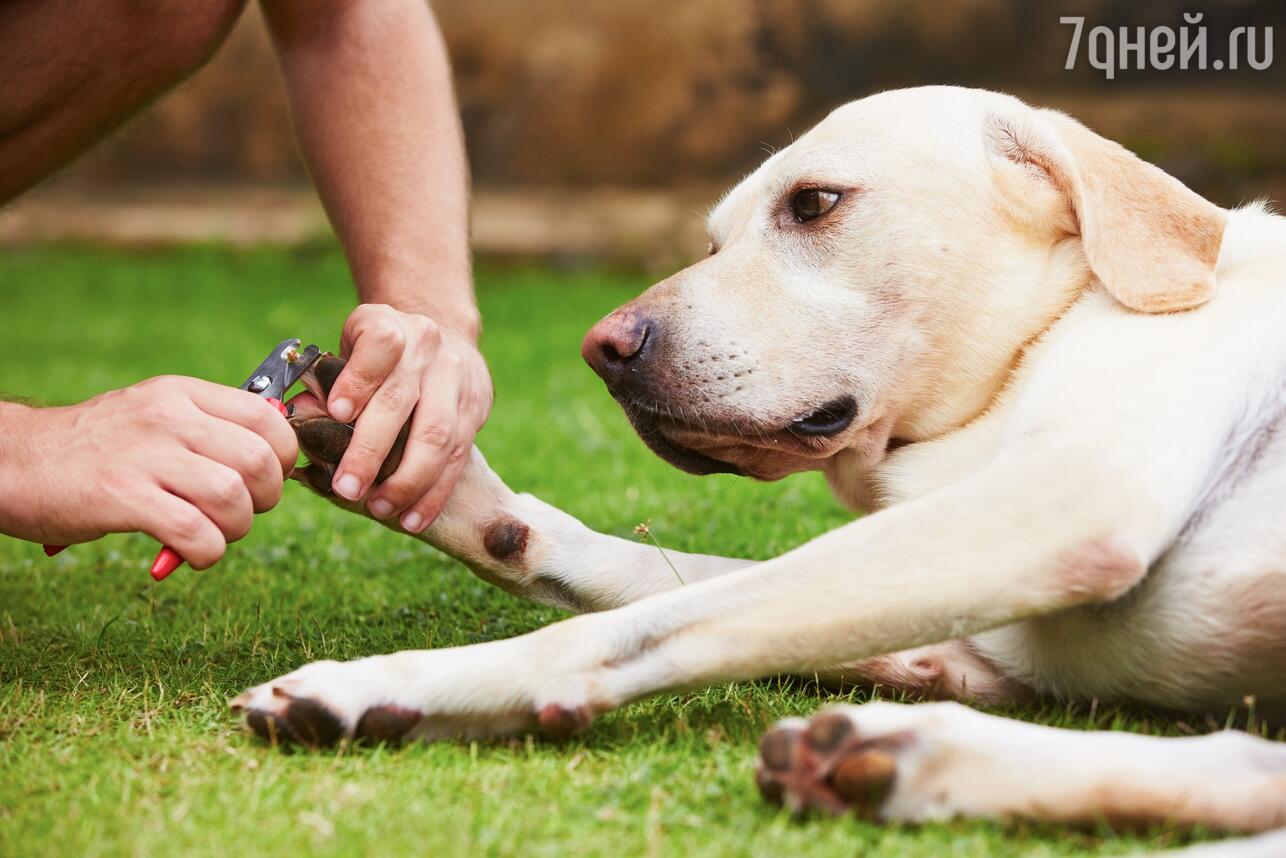 Как правильно стричь когти собакам?
