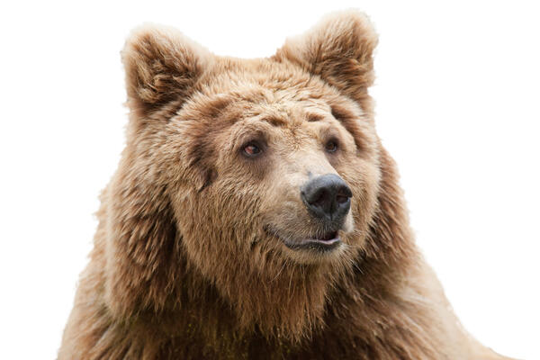 Невероятное спасение косолапого