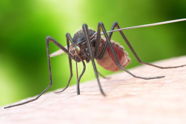 Комары чаще атакуют людей с лишним весом и беременных