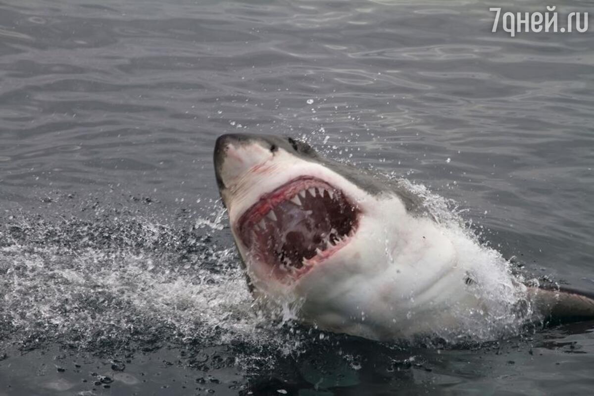К чему снится акула — сонник: акула во сне | 7Дней.ру