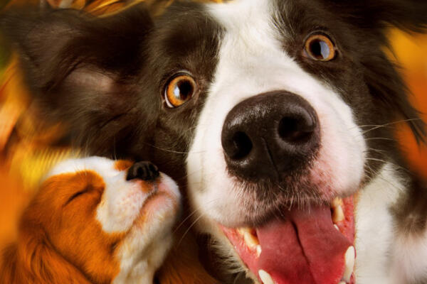 Разыгрываем билеты на фильм «Ёлки Лохматые»