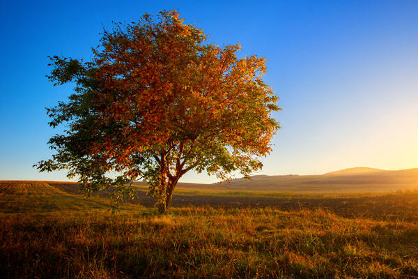 К чему снится дерево