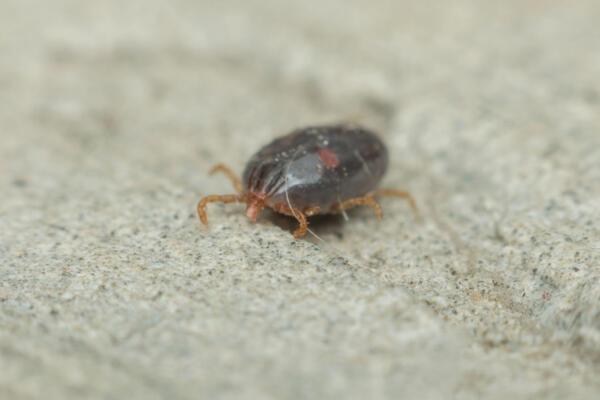 К чему снятся блохи