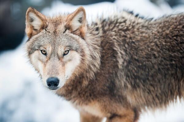 К чему снится волк