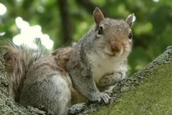 Смешные белки в лондонском парке