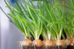 Как выращивать лук на подоконнике зимой — свет, вода и марганцовка