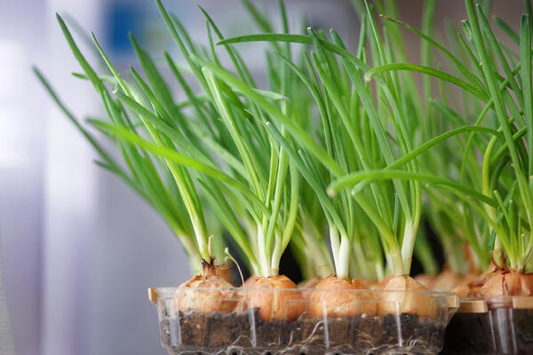 Как выращивать лук на подоконнике зимой — свет, вода и марганцовка