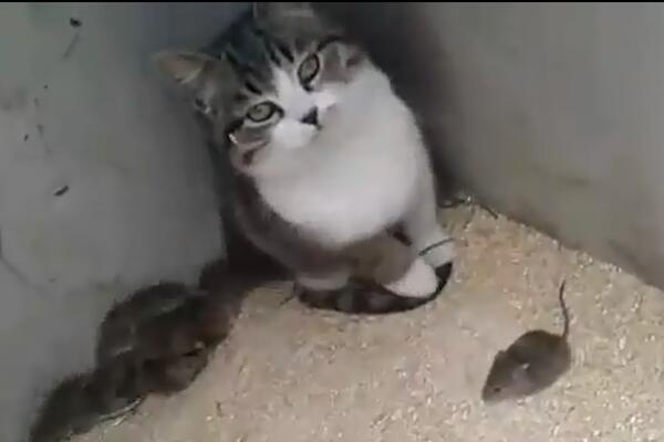 Кошки-мышки