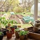 Успеть до конца апреля: полный список овощей и цветов, которые еще не поздно посадить на рассаду