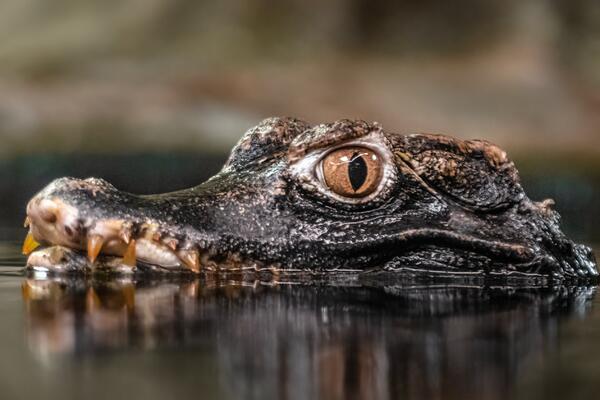 17 июня: какой сегодня праздник?