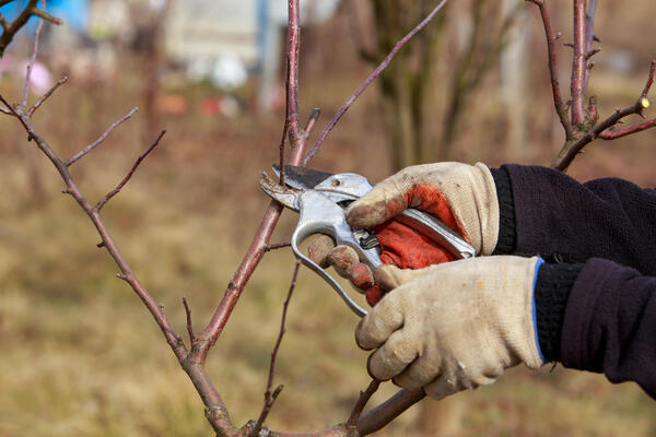Как обрезать яблоню в ноябре, чтобы повысить урожай — последний шанс