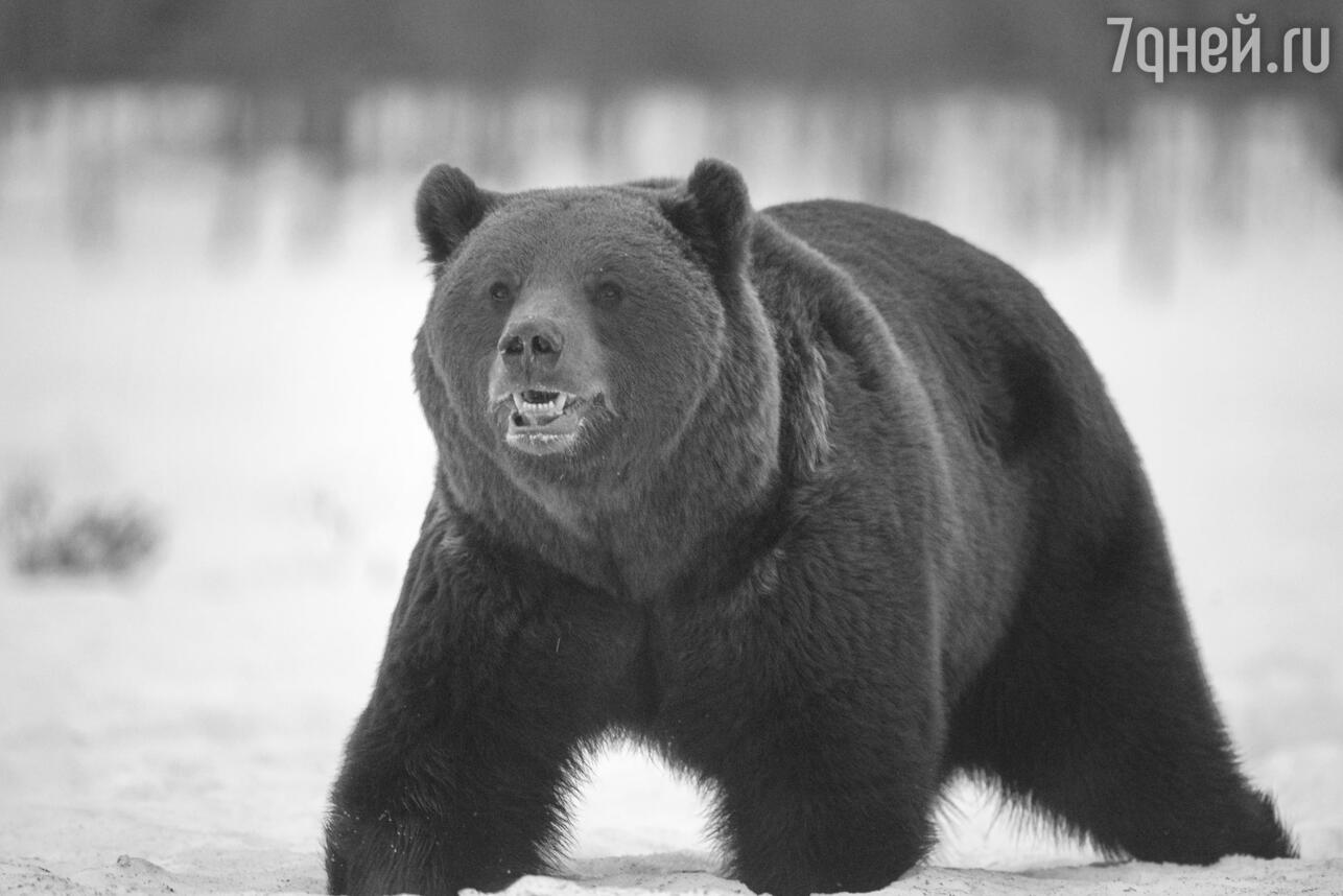 Черные медведи - видео