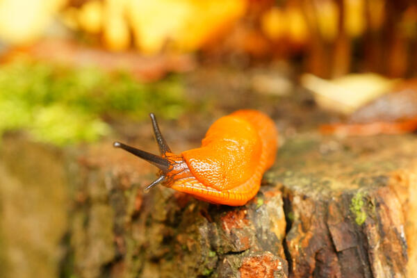 Слизни скоро проснутся: народные способы борьбы с вредителями