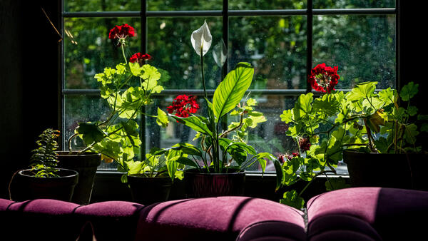 Модная&nbsp; рассада или как оформить подоконник с растениями так, чтобы он стал арт-объектом