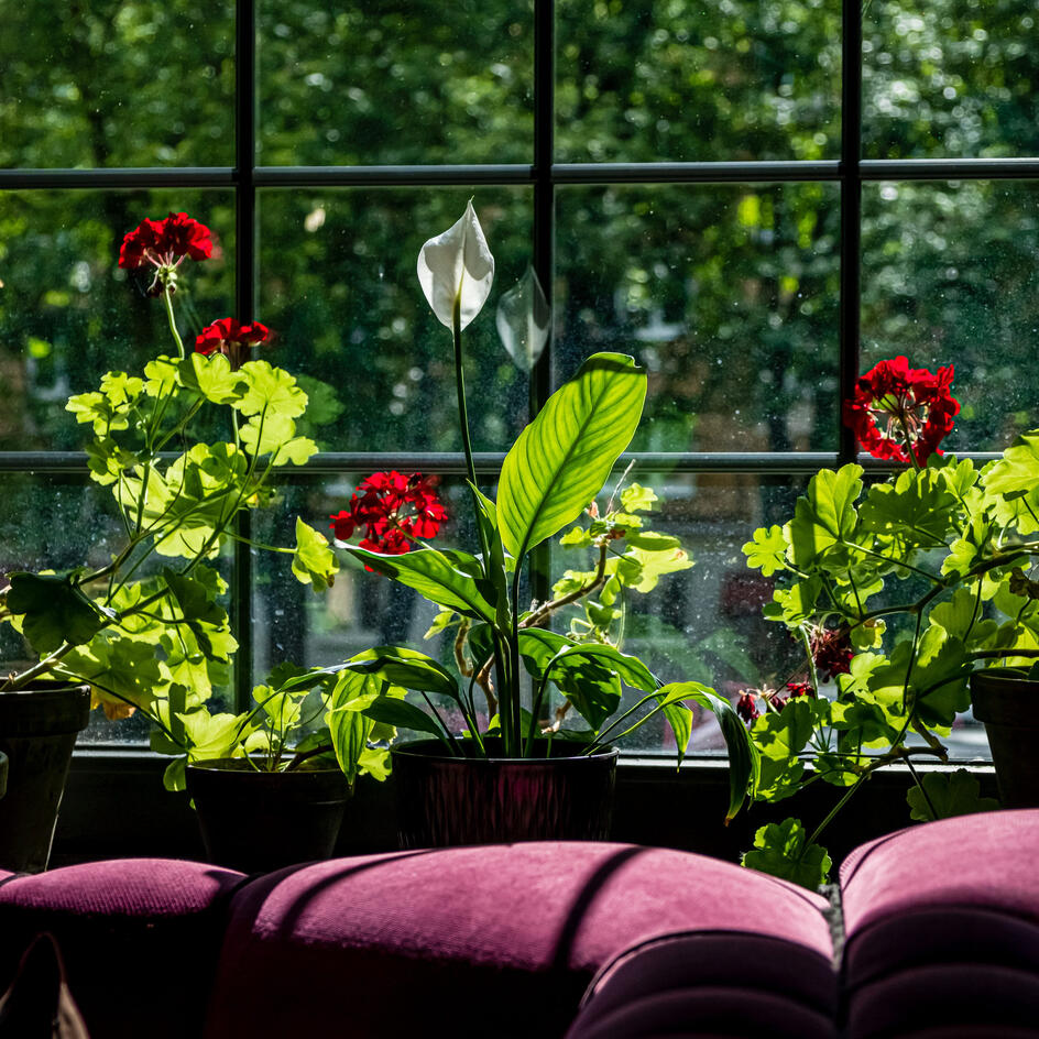 Модная рассада или как оформить подоконник с растениями так, чтобы он стал арт-объектом