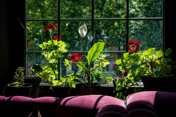 Модная рассада или как оформить подоконник с растениями так, чтобы он стал арт-объектом