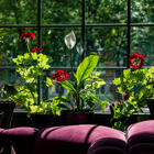 Модная рассада или как оформить подоконник с растениями так, чтобы он стал арт-объектом