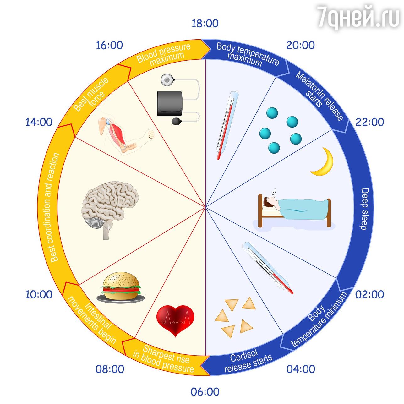 Циркадные ритмы: как настроить биологические часы - 7Дней.ру