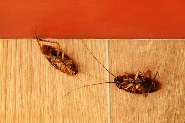 Как избавиться от тараканов в доме: эффективные лайфхаки