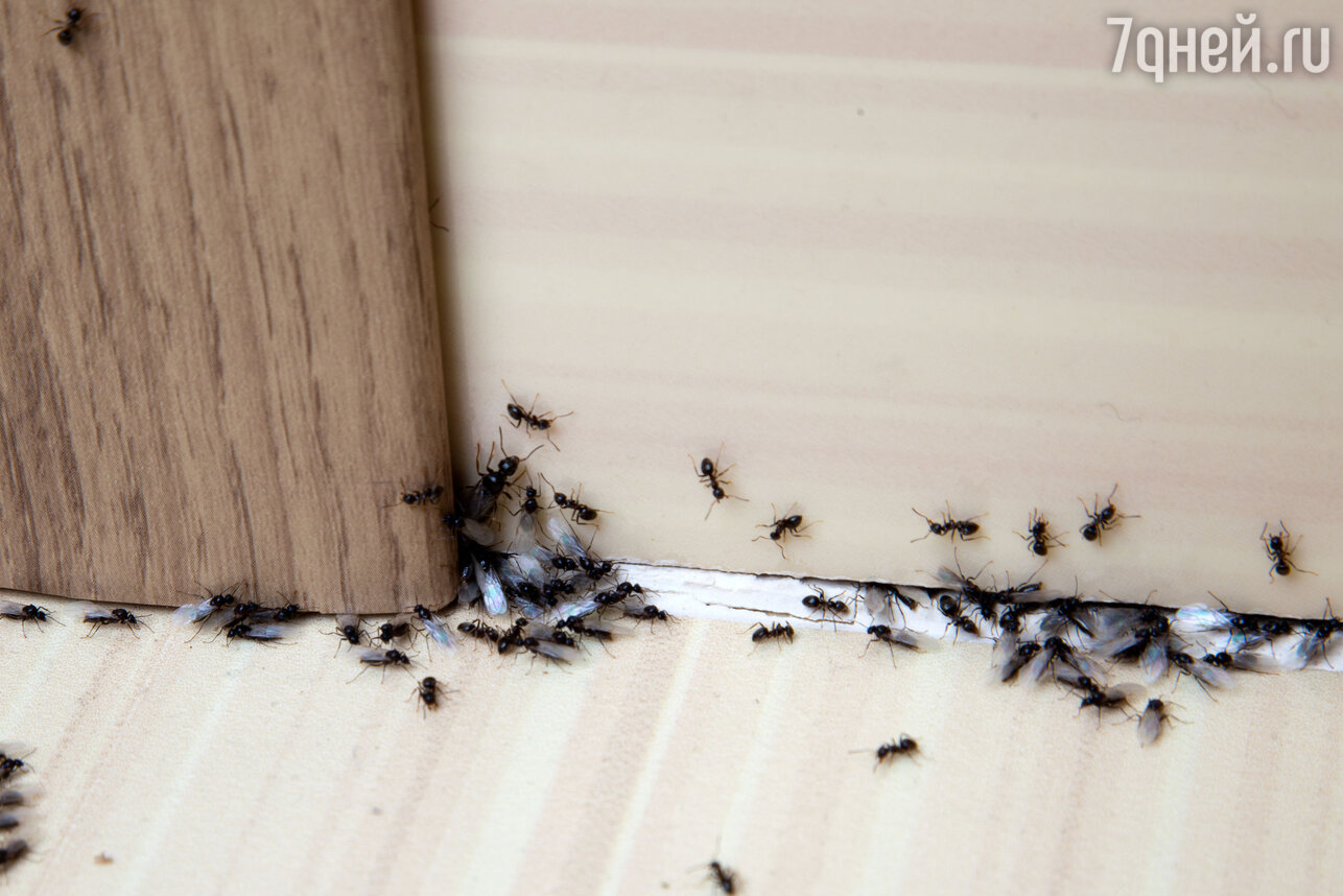 Как избавиться от домашних муравьёв - Лайфхакер