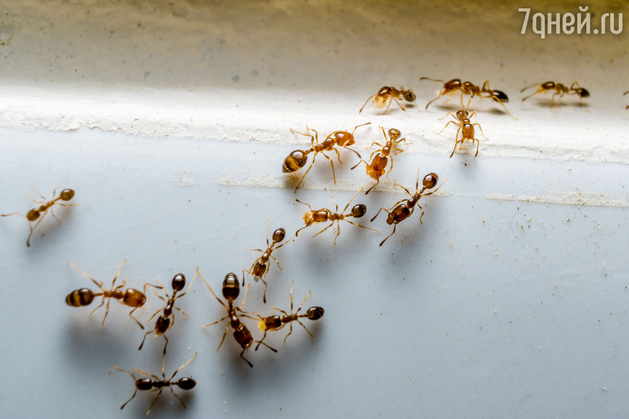Очистка от скрытых муравейников