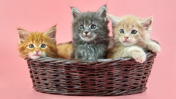 ТОП-10 самых популярных пород кошек с фотографиями
