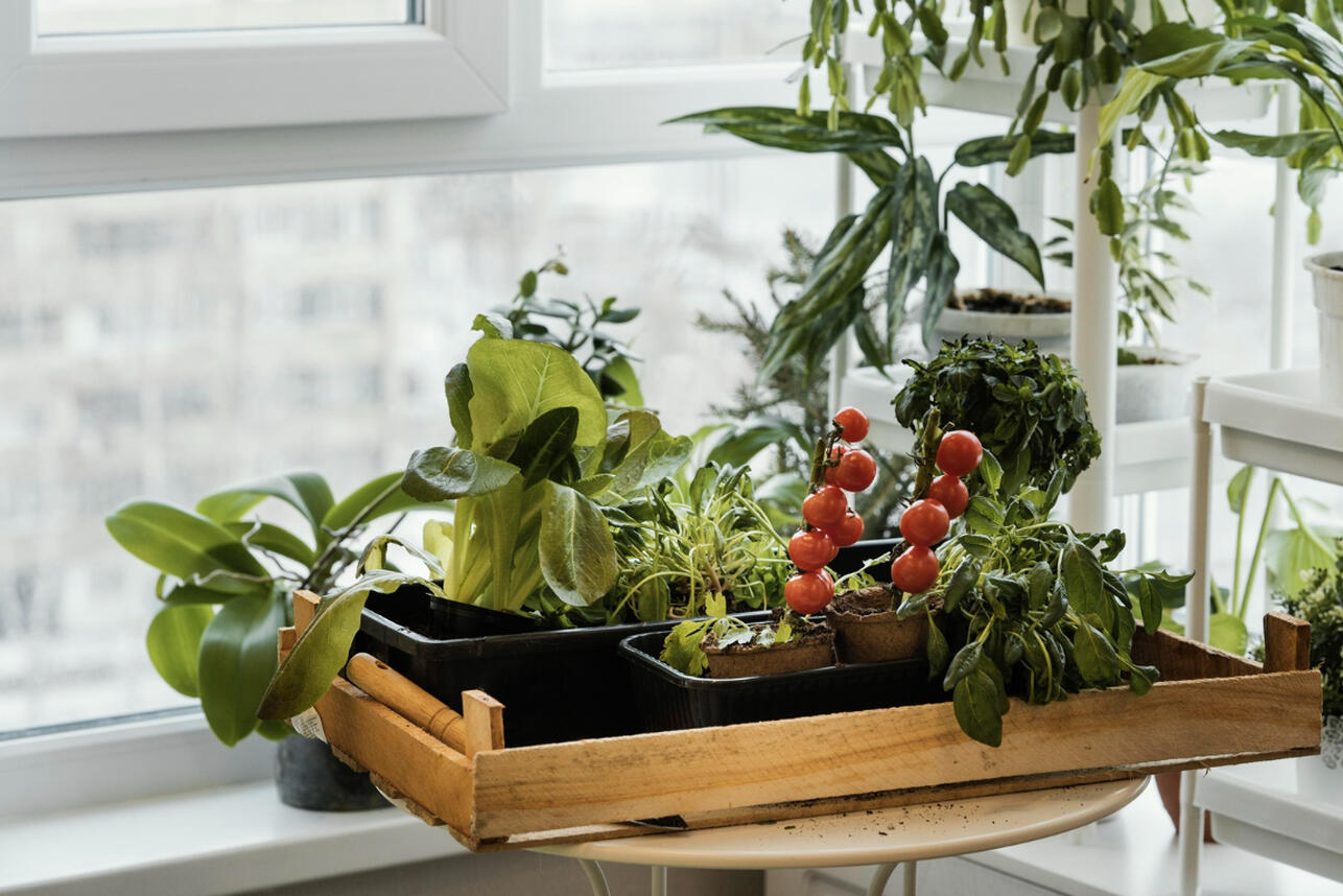 Красиво и вкусно: выращиваем овощи на подоконнике круглый год Красиво и вкусно: выращиваем овощи на подоконнике круглый год
