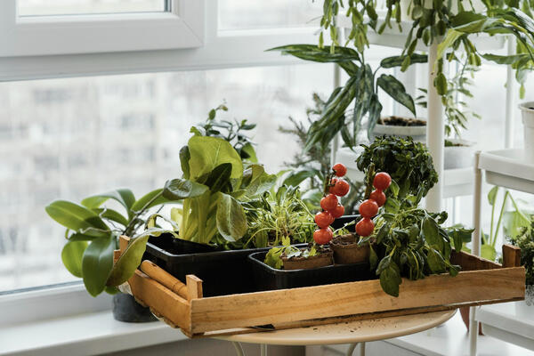 Красиво и вкусно: выращиваем овощи на подоконнике круглый год