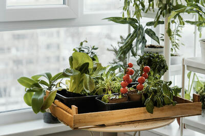 Красиво и вкусно: выращиваем овощи на подоконнике круглый год