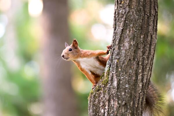 К чему снится белка