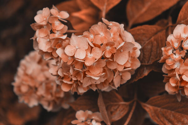 Как правильно обрезать гортензии осенью, чтобы получить цветущий сад в следующем году