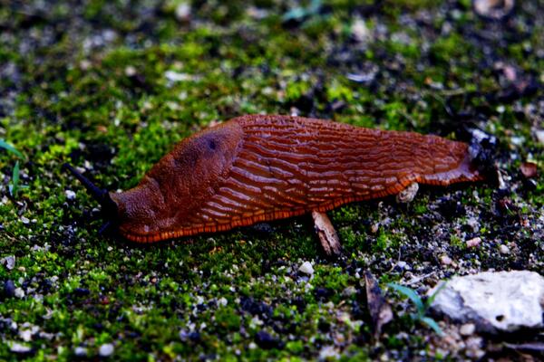 Вторжение коварных «испанцев»: как радикально избавиться от слизней на дачном участке   