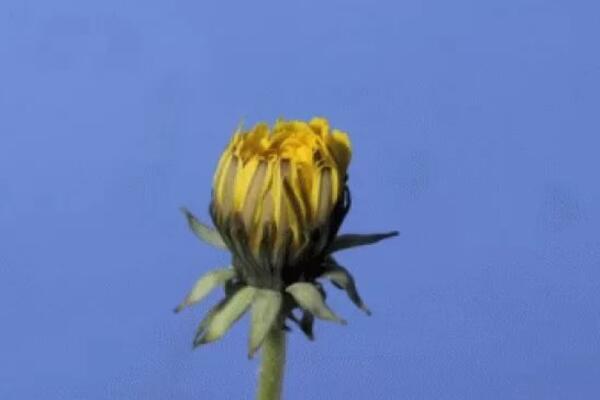 Превращения одуванчика! Красивое и ускоренное зрелище! 